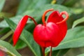 Flamingo Flower or Anthurium scherzerianum red blossom close-up at greenhouse with selective focus Royalty Free Stock Photo