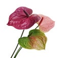 Flamingo flower, Anthurium utah flower isolated on white background, with clipping path Royalty Free Stock Photo