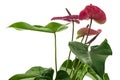 Flamingo flower or Anthurium utah plants with flowers and leaves isolated on white background, with clipping path