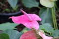 Flamingo Flower