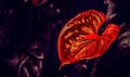 Flamingo Flower ,Boy Flower blooming   dark  filter Royalty Free Stock Photo