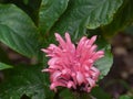 Flamingo flower Royalty Free Stock Photo