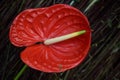 Flamingo flower Royalty Free Stock Photo