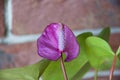 Flamingo flower closeup. laceleaf macro photographing. anthurium. purple exotic flower Royalty Free Stock Photo