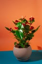 flamingo flower, fresh decorative houseplant grow in clay pot, exotic indoor gardening, love for plants concept Royalty Free Stock Photo