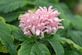 Brazilian plume flower, Justicia carnea, pinkish flower Royalty Free Stock Photo