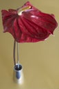 Flamingo flower in vase