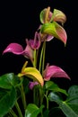 Flamingo flowers