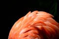 Flamingo Fluff