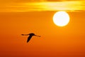 Flamingo fly at sunset Royalty Free Stock Photo