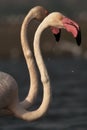 Flamingo..food bolus Royalty Free Stock Photo