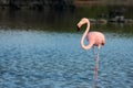 Flamingo In The Galapagos