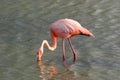 Flamingo, Galapagos