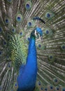 Male blue Peacock, or Indian peafowl Pavo cristatus courtship display