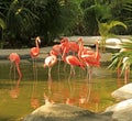 Flamingo at the Grand Mayan Vidanta Riviera Maya Royalty Free Stock Photo