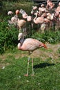 Flamingo on grass
