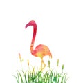 Flamingo in grass silhouette