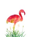 Flamingo in grass silhouette