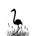 Flamingo in grass silhouette