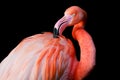 A flamingo grooming itself