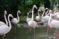 Flamingo group