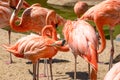 Flamingo. Flock of flamingo in natural background