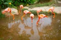 Flamingo group in a small puddle