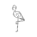 Flamingo hand drawn vector llustration realistic sketch illustration