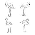 flamingo hand drawn vector llustration realistic sketch. flamingo, vector sketch illustration