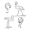 flamingo hand drawn vector llustration realistic sketch. flamingo, vector sketch illustration