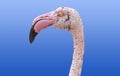 Flamingo head