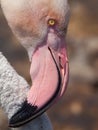 Flamingo head detail