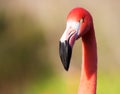 Flamingo Head Forward
