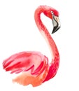 Flamingo head