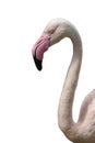 Flamingo head Isolated on white background Royalty Free Stock Photo