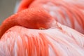 Flamingo head tucked into or under its feathers and wings. Royalty Free Stock Photo