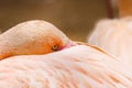 Flamingo hid its beak under feathers close-up Royalty Free Stock Photo