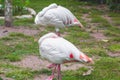 Flamingo Hiding Head Into Feather