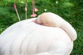 Flamingo hiding its head on its plumage Royalty Free Stock Photo