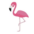 Flamingo illustration 