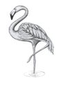 Flamingo isolate object tropical leaves White background