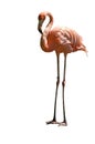 Flamingo isolated