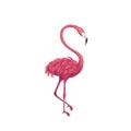 Flamingo over White