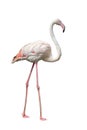 Flamingo Isolated on white background Royalty Free Stock Photo