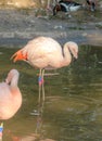 Flamingo at Jersey Wildlife trust