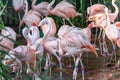 Flamingo at Jersey Wildlife trust