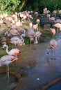 Flamingo at Jersey Wildlife trust