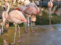 Flamingo at Jersey Wildlife trust