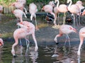 Flamingo at Jersey Wildlife trust