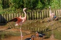 Flamingo at Jersey Wildlife trust